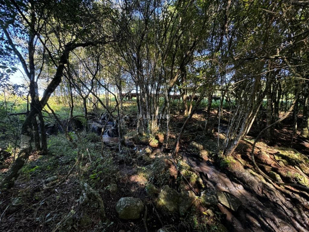 Imóvel no Nova Vila, Ivoti - Imagem 2