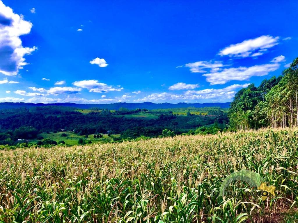 Imóvel no Localidade de 48 baixa, Lindolfo Collor - Imagem 3