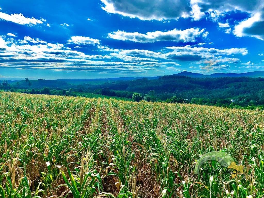 Imóvel no Localidade de 48 baixa, Lindolfo Collor - Imagem 5