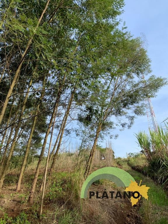 Imóvel no Centro, Presidente Lucena - Imagem 2