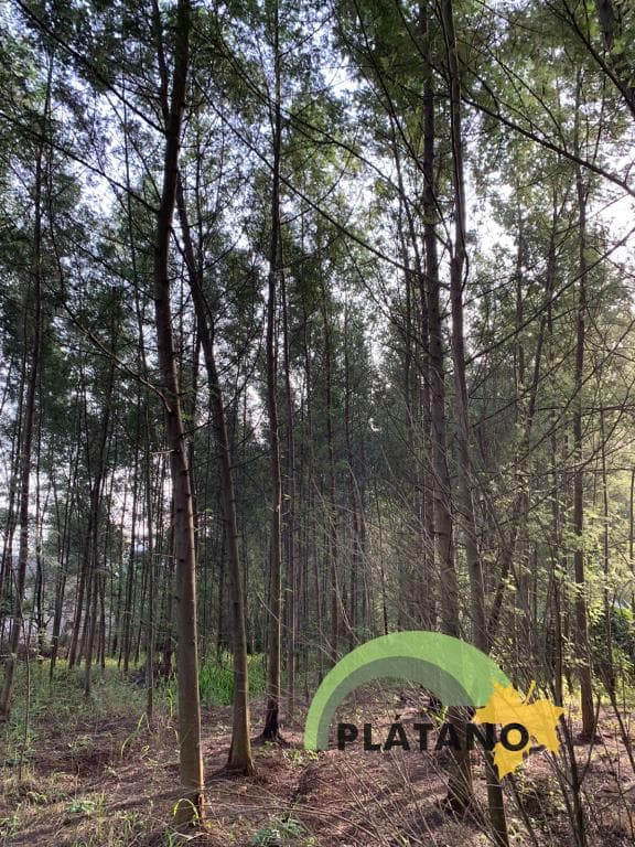 Imóvel no Centro, Presidente Lucena - Imagem 1