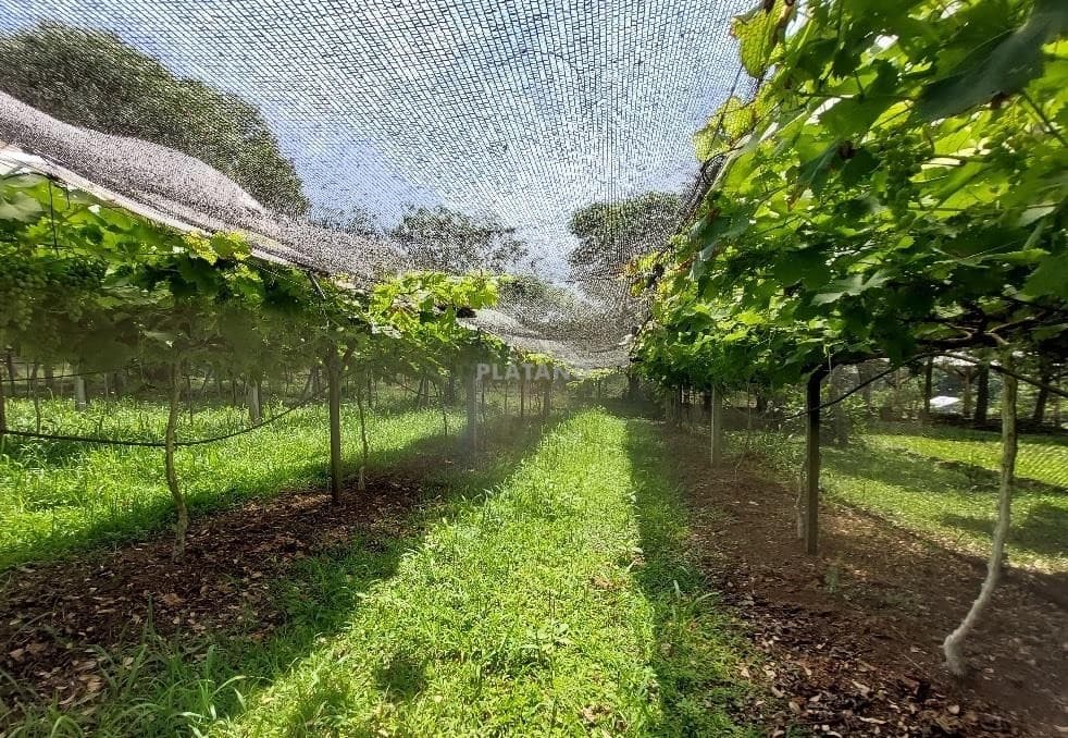 Imóvel com 2 quartos no Picada 48 Alta, Ivoti - Imagem 3