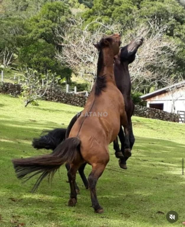 Imóvel com 4 quartos no Centro, São Francisco de Paula - Imagem 2