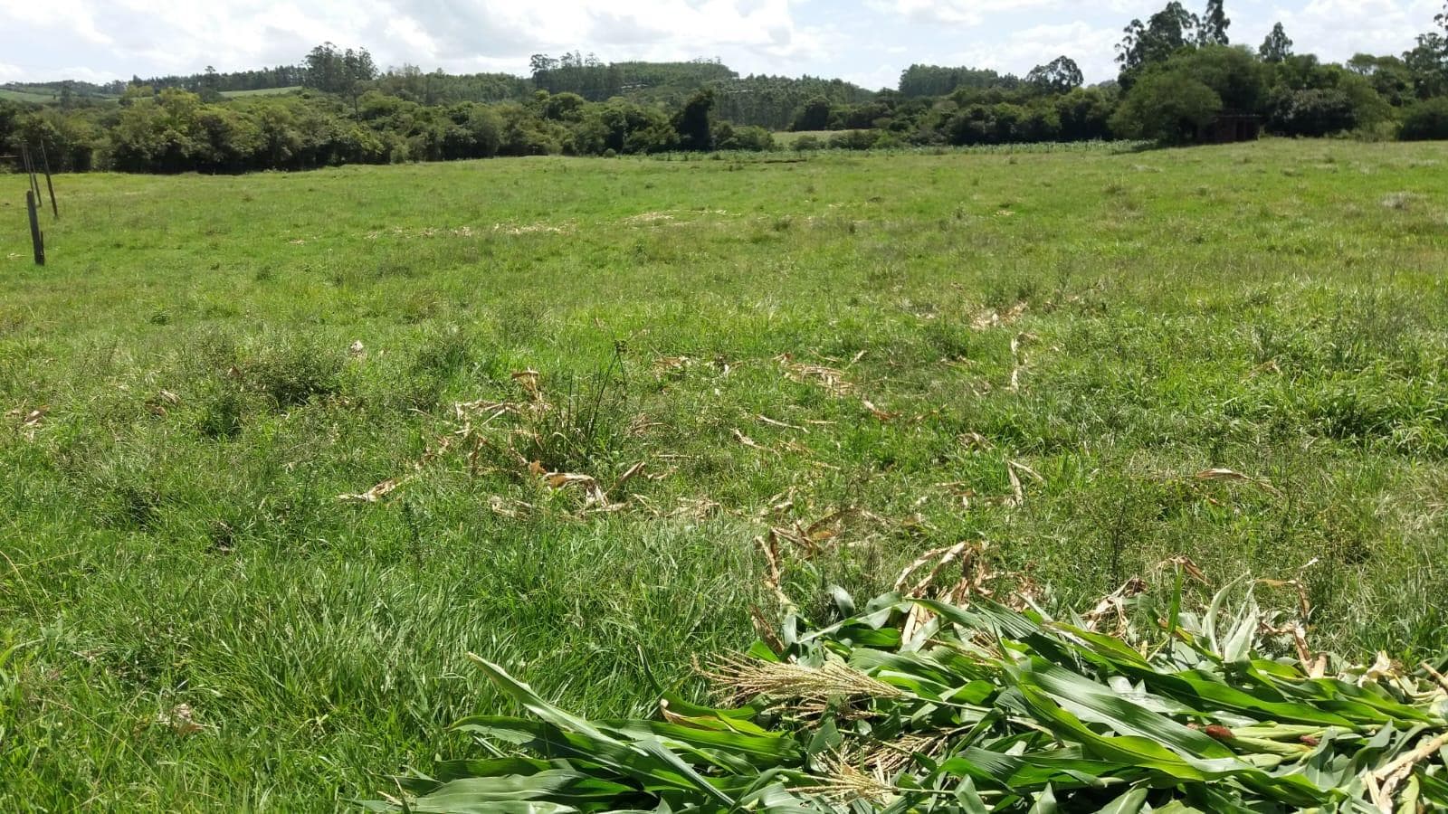 Chácara / Sítio para Venda no Centro em Ivoti - Imagem 1