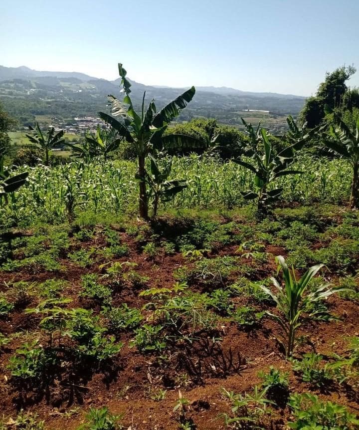 Chácara / Sítio para Venda no Centro em São José do Hortêncio - Imagem 2