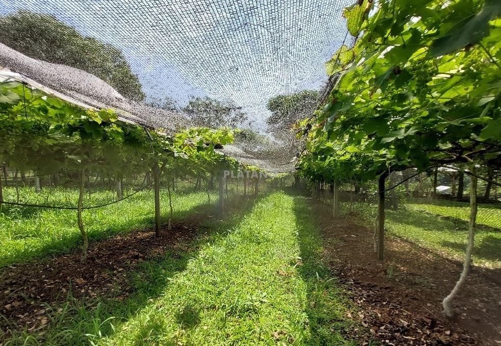 Imóvel com 2 quartos no Picada 48 Alta, Ivoti - Imagem 3